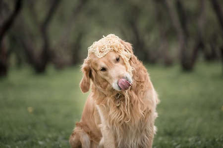 portrait golden retriever eat noodles on the head and lickの写真素材