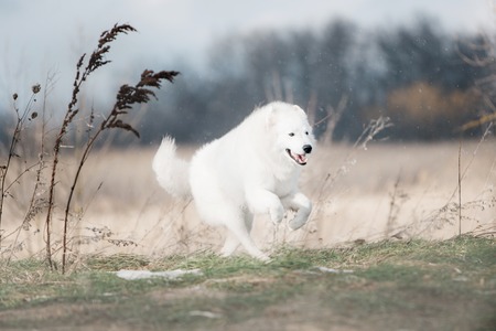 Maremma white dog runs in snow in a forest