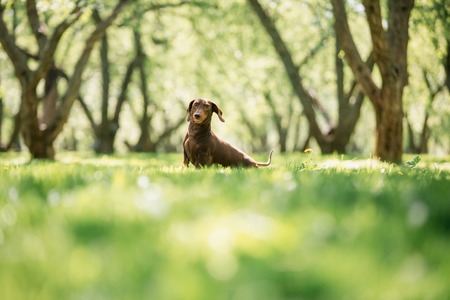 dachshund dog stay at the nature backgroundの写真素材