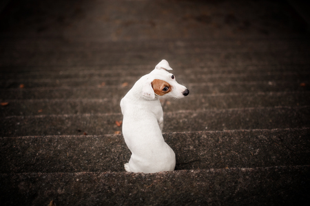 jack russell terrier sitting on the stairs with his back againstの写真素材