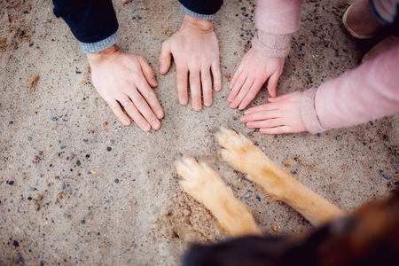 Paws of a dog and hands of peopleの写真素材
