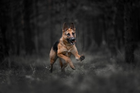 purebred german shepherd dog runs in a dark forestの写真素材