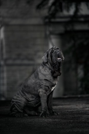 portrait picture of a Neapolitan Mastiff outdoors in the cityの写真素材