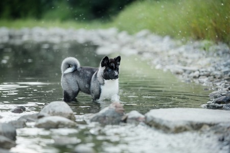 cheerful American Akita dog bathes in a mountain lakeの写真素材