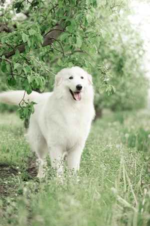 snow-white maremma stands in a blooming gardenの写真素材