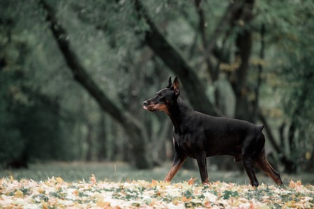 Black Dog breed Doberman in motion goes on green grassの写真素材