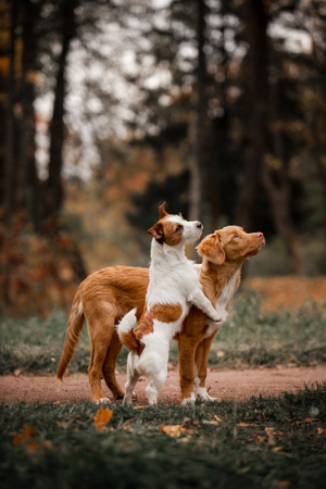 two dogs Jack Russell Terrier and the Noshkotka Retriever are played in nature in autumnの写真素材