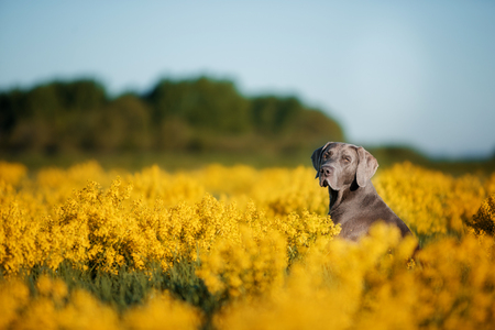 Serious weimaran sitting in a field of flowersの写真素材