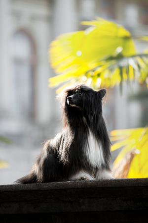 Chinese crested dog is on ground. green park and flower on backgroundの写真素材