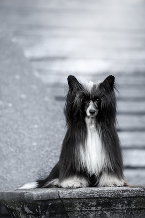 Chinese crested dog is on ground. white stairs on backgroundの写真素材