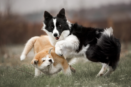 two beautiful happy Japanese Akita dog and border collie puppy cute play . building on backgroundの写真素材