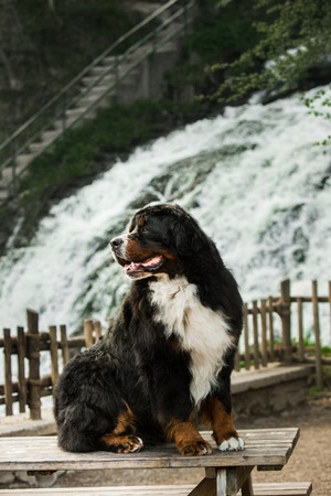 big Bernese mountain dog sit on table look forward. waterfall on background