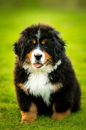 puppy Bernese mountain dog sit on grass. green trees and white flowers on backgroundの写真素材
