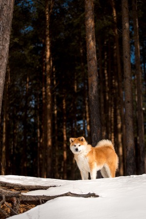 beautiful happy Japanese Akita dog stay on snow . white trees on backgroundの写真素材