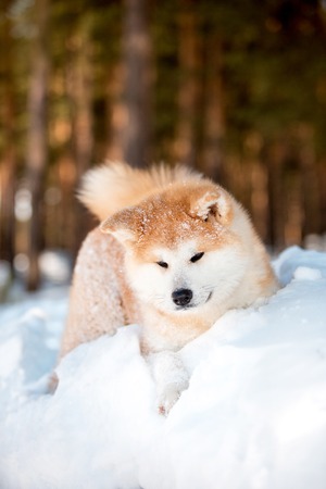 portrait beautiful smiling happy Japanese Akita dog lay on snow . trees on backgroundの写真素材
