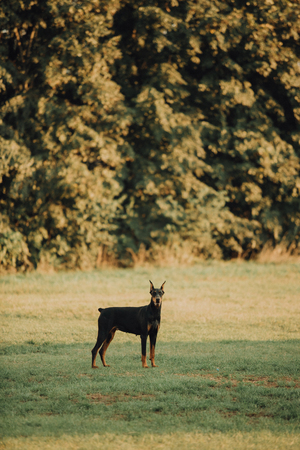 doberman on grass in sunset. green park on backgroundの写真素材