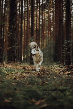 Siberian grey husky dog run . forest on the background.の写真素材