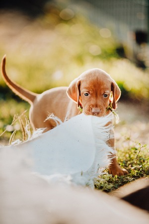 portrait of cool cute puppy Hungarian pointing dog, vizsla stay on grass eat fabric. grass on...