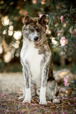 amaizing portrait beautiful happy Japanese Akita dog sit on ground . green forest on backgroundの写真素材