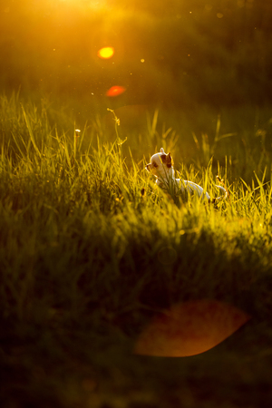 cool cute small Chihuahua dog puppy on grass. green grass grass on background. sunsetの写真素材