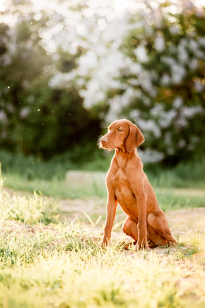 cool Hungarian pointing dog, vizsla sit on grass. grass and white trees on backgroundの写真素材