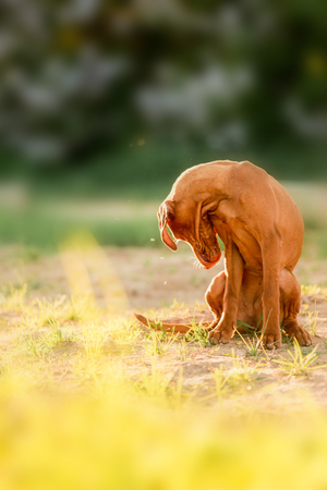 cool Hungarian pointing dog, vizsla sit on grass look down. white trees on backgroundの写真素材