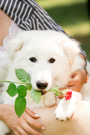 amaizing Portrait of a cute white Maremma on hand. garden and trees on backgroundの写真素材