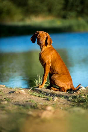 cool Hungarian pointing dog, vizsla sit on grass look ahead. river on backgroundの写真素材