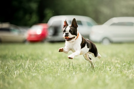 cool portrait of Small french bull dog run on grass. green forest on backgroundの写真素材