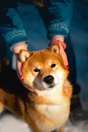 amazing hand on Shiba inu dog. snow on backgroundの写真素材