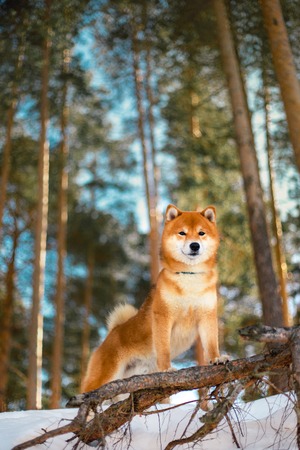 amazing Shiba inu dog stay on root in snow. trees on background
