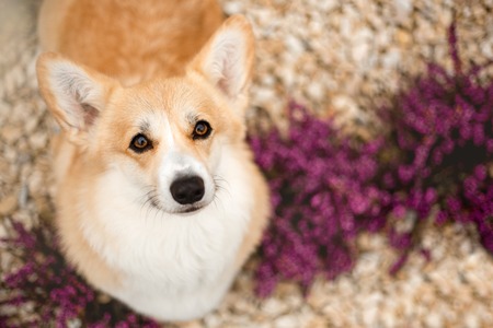 cute portrait happy Welsh corgi dog look up . red flowers background