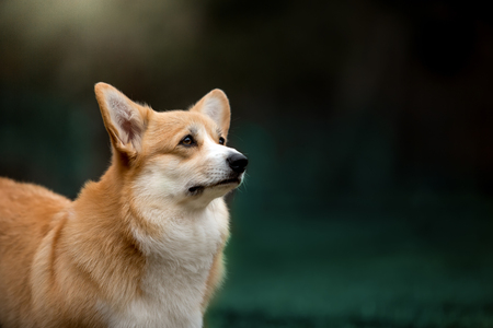 cute portrait happy Welsh corgi dog look ahead . green grass backgroundの写真素材