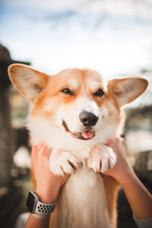 cute portrait happy Welsh corgi dog on hands. wood wall on backgroundの写真素材