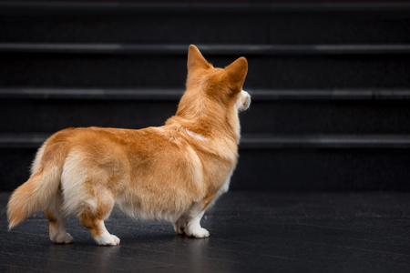 cute portrait happy Welsh corgi dog look back . black stairs backgroundの写真素材