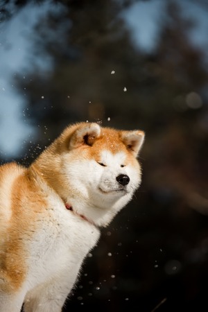 amaizing portrait beautiful happy Japanese Akita dog smiling. green winter forest on backgroundの写真素材