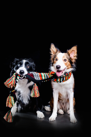 portrait two cute border collie dog with scarf in mouth. new year. winter. Christmas. studioの写真素材