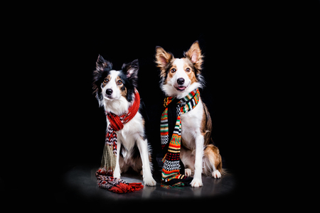 portrait two cute border collie dog with scarf sit . new year. winter. Christmas. studioの写真素材