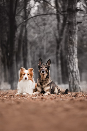 amazing red border collie dog and raspberry shepherd lay. white park on backgroundの写真素材