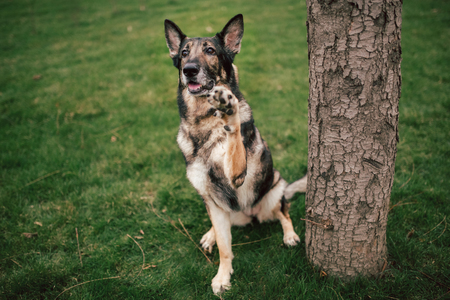 amazing close portrait raspberry shepherd sit . grass on backgroundの写真素材