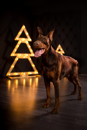young cute happy smiling doberman dog on black christmas tree lightsの写真素材