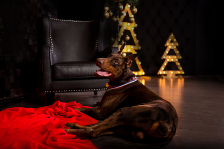 young cute happy smiling doberman dog lay beiside black christmas tree lightsの写真素材