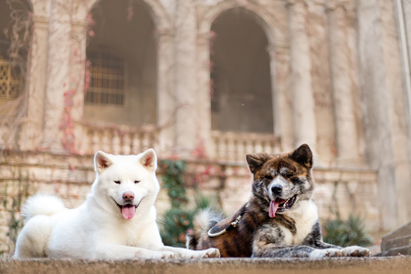 amaizing portrait of two beautiful happy Japanese Akita dog lay . castle on backgroundの写真素材
