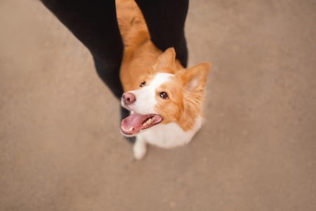 red and white nice dog border collie cute sitting between legs of girlの写真素材