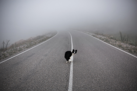 black and white dog border collie stand on road in fogの写真素材