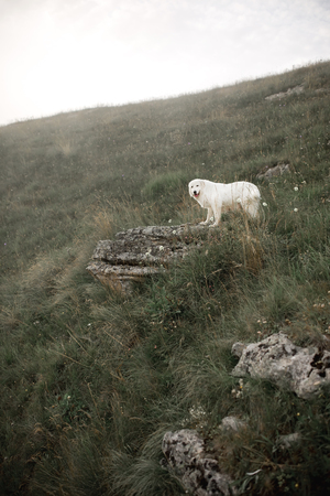 dog maremma stay in green field in fog