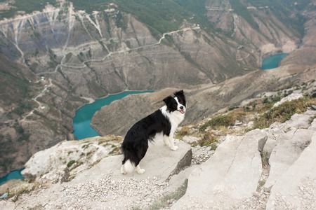 black and white happy dog border collie stay beiside canyon riverの写真素材