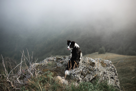 black and white dog border collie sit on rock in fog with flowers in mountainの写真素材
