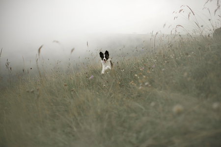 black and white dog border collie run in green fieldの写真素材