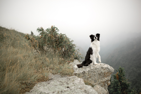 handsome black and white dog border collie sit on rock in fog with flowers in mountainの写真素材
